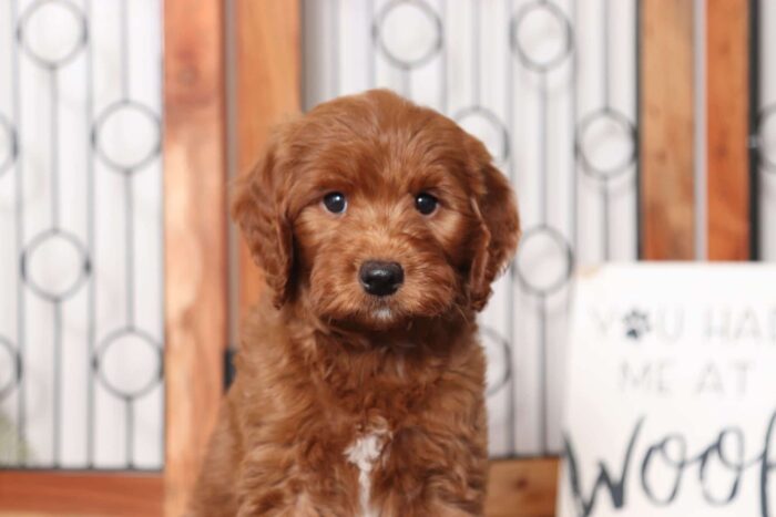 Preston- Silly Male F1B Mini Goldendoodle - Image 2