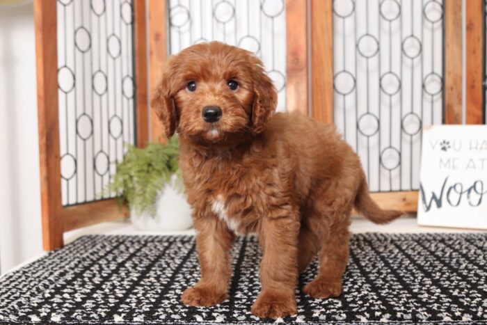 Preston- Silly Male F1B Mini Goldendoodle - Image 3