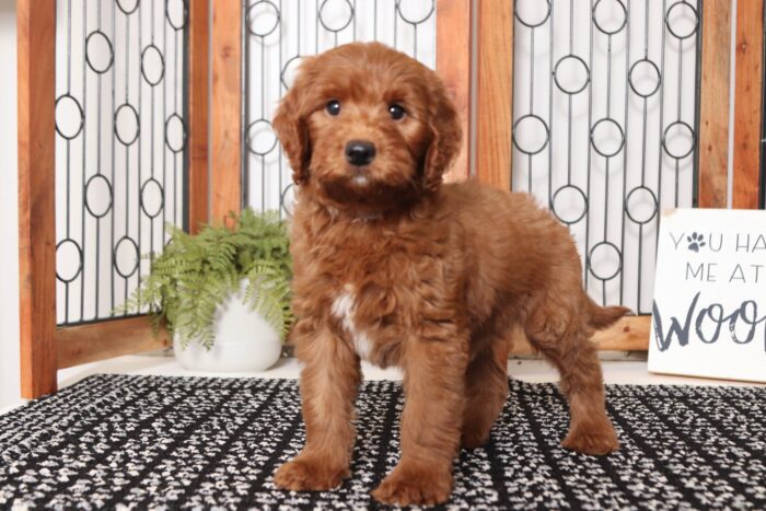 Preston- Silly Male F1B Mini Goldendoodle - Image 4