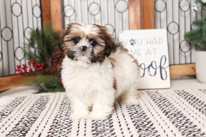Prim - Stunning Little Female ACA Shih Tzu Puppy