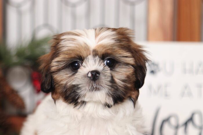 Prim - Stunning Little Female ACA Shih Tzu Puppy - Image 2