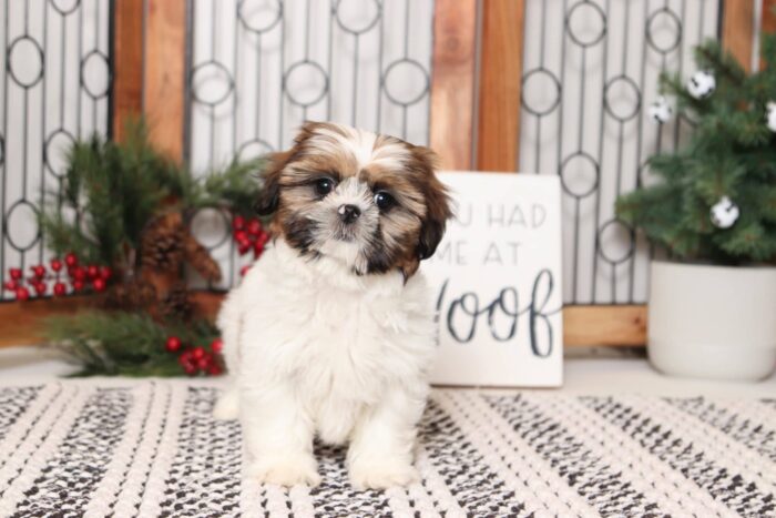 Prim - Stunning Little Female ACA Shih Tzu Puppy - Image 3