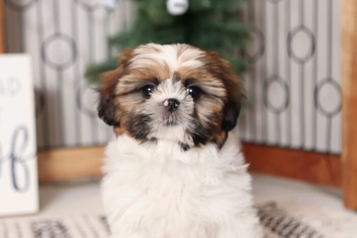 Prim - Stunning Little Female ACA Shih Tzu Puppy - Image 4