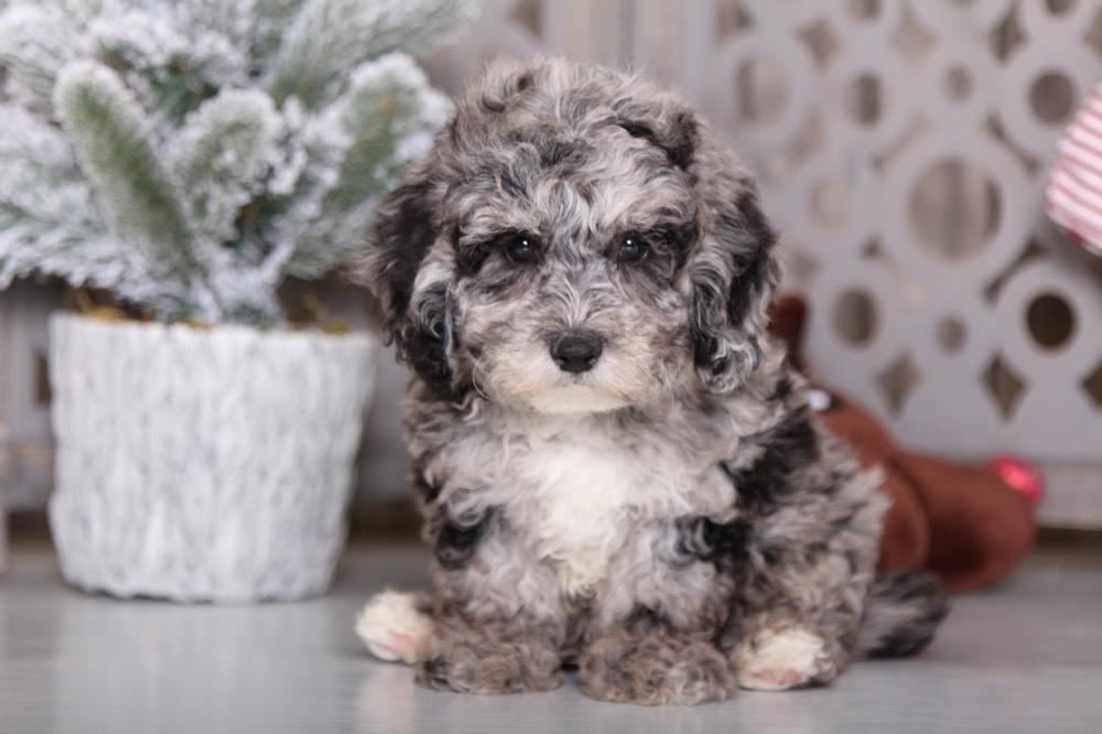 blue merle pomapoo