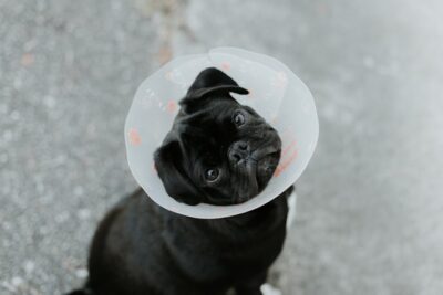 black pug in a protective cone