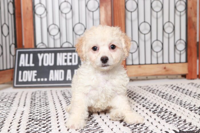 Prudence - Loving Little Female Poochon Puppy