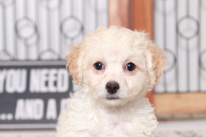 Prudence - Loving Little Female Poochon Puppy - Image 2