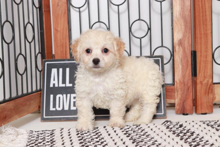 Prudence - Loving Little Female Poochon Puppy - Image 3
