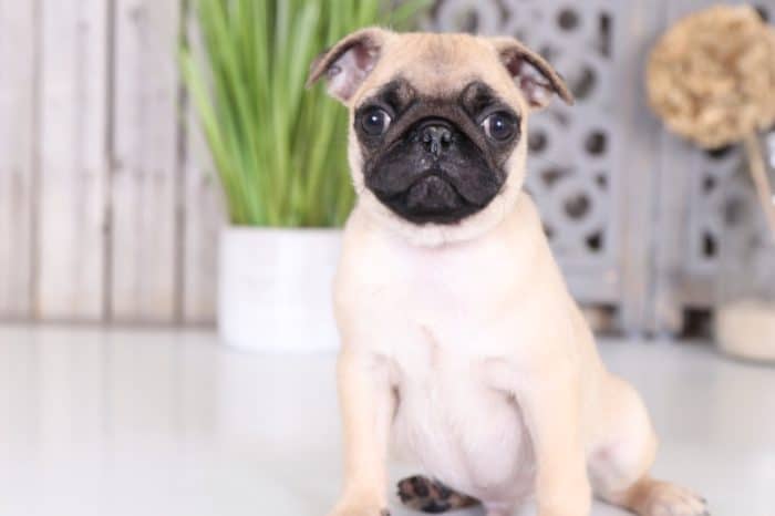 Pugsley - Cool AKC Pug - Image 2