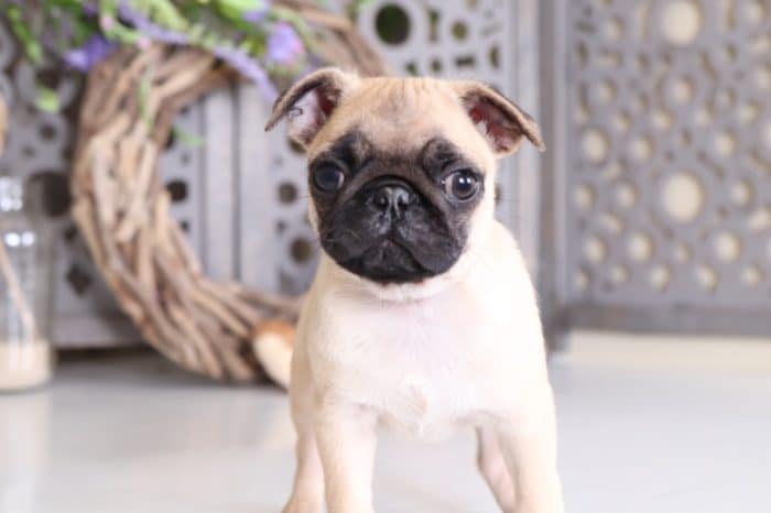 Pugsley - Cool AKC Pug - Image 3