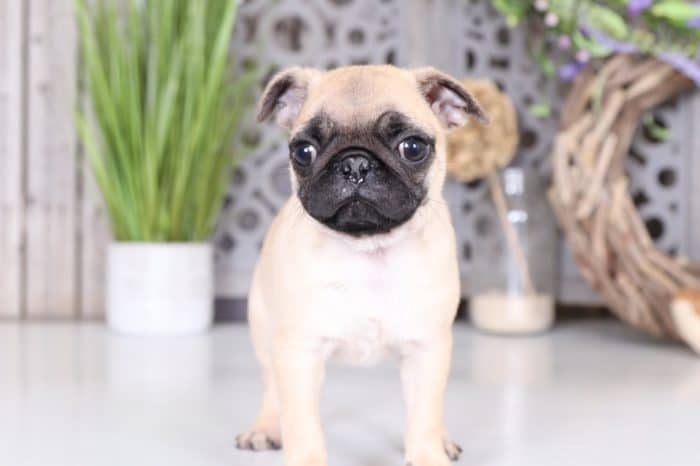 Pugsley - Cool AKC Pug - Image 4