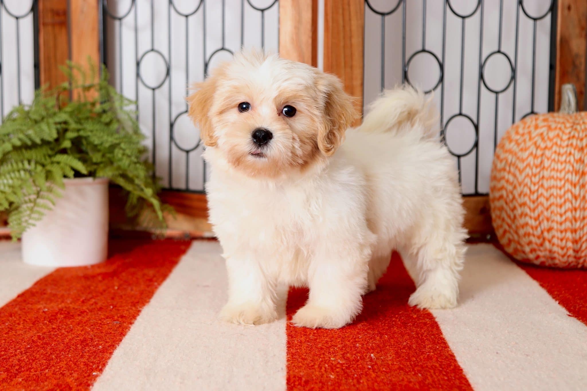 Pumpkin - Stunning Female Teddy Bear Puppy