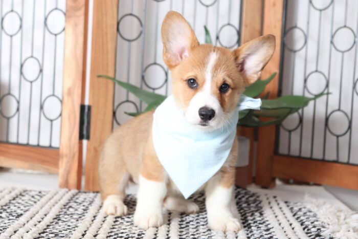 Pumpkin- Darling Little Male AKC Corgi Puppy