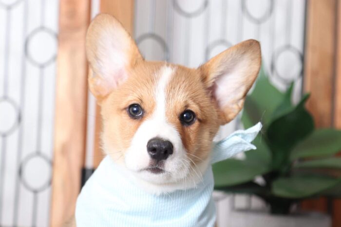 Pumpkin- Darling Little Male AKC Corgi Puppy - Image 4