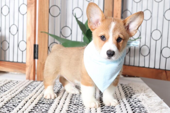 Pumpkin- Darling Little Male AKC Corgi Puppy - Image 3