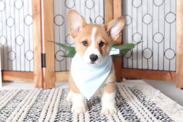 Pumpkin- Darling Little Male AKC Corgi Puppy - Image 2