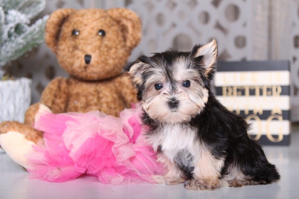 teacup morkie rescue