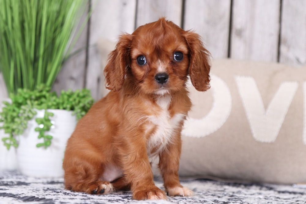 ruby cavalier king charles spaniel puppy