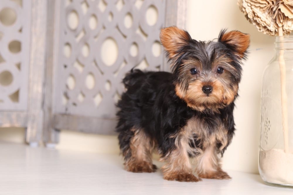 yorkie toy