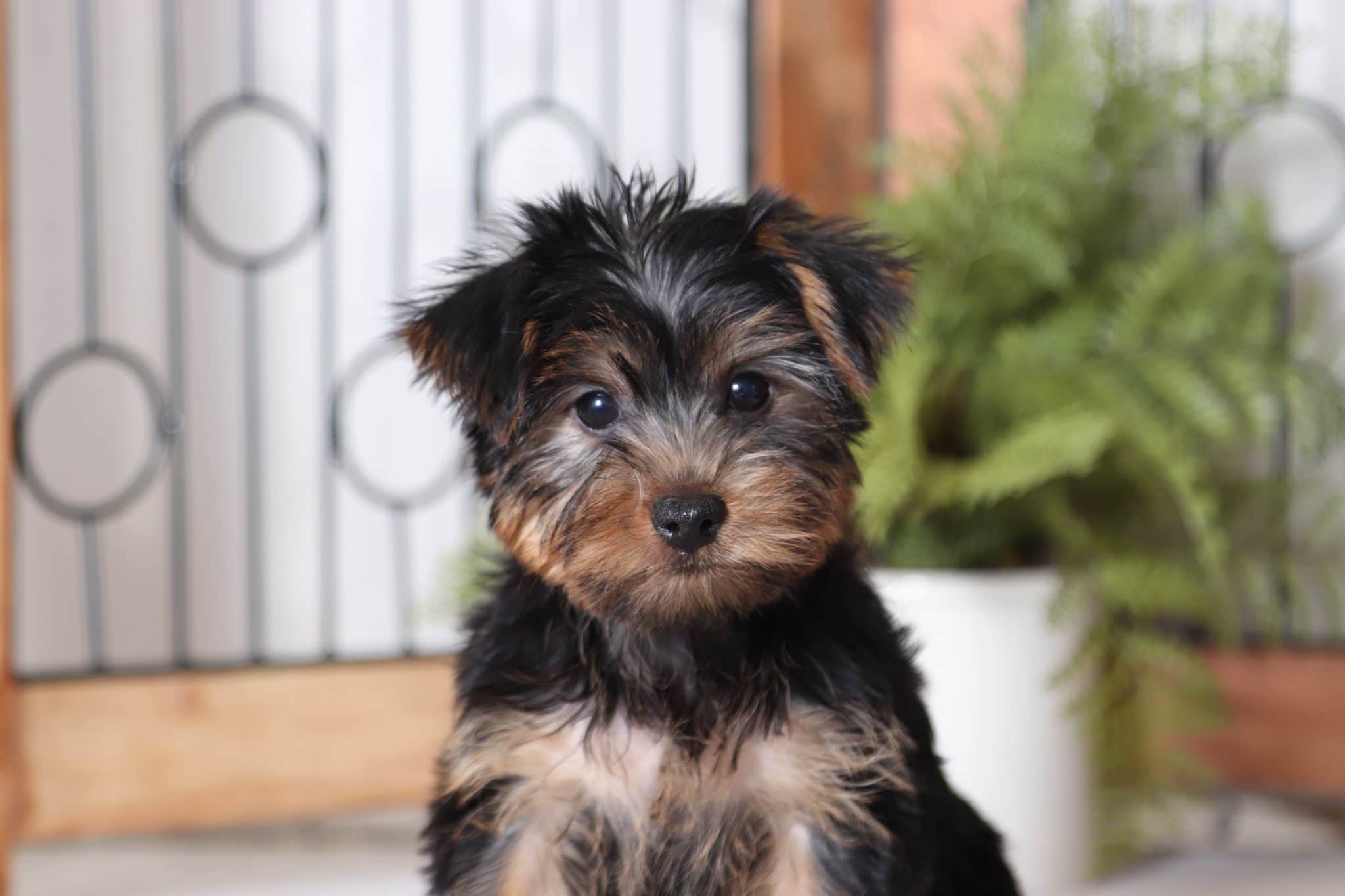 Quincy - Dapper Little Male Yorkie Puppy - Image 2