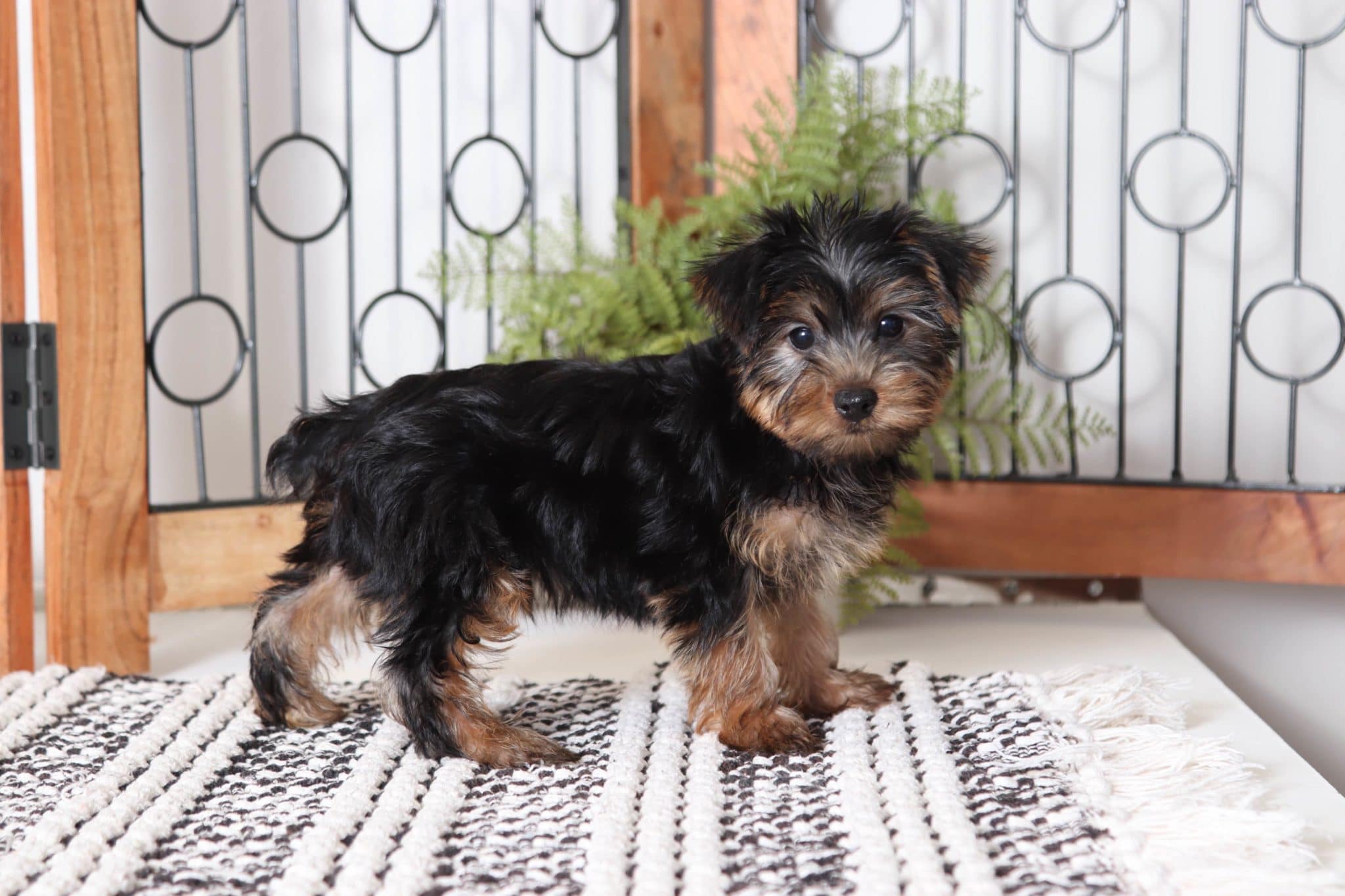 Quincy - Dapper Little Male Yorkie Puppy - Image 3