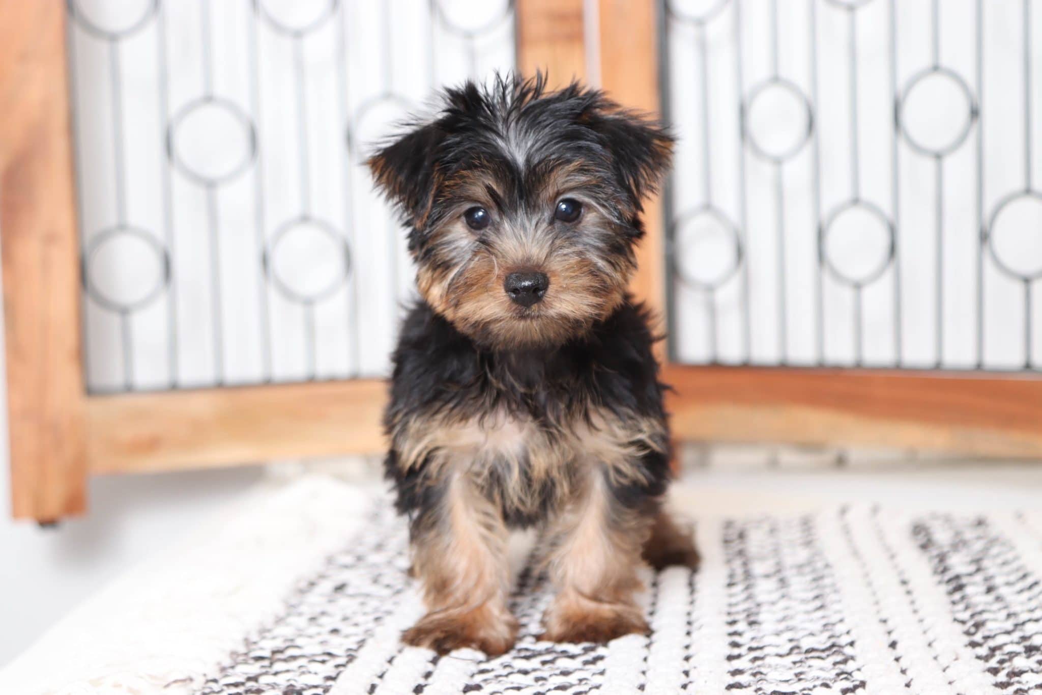 Quincy - Dapper Little Male Yorkie Puppy - Image 4
