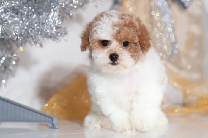 Quinn - Precious TEACUP Poodle - Image 2