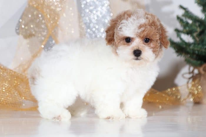 Quinn - Precious TEACUP Poodle - Image 3