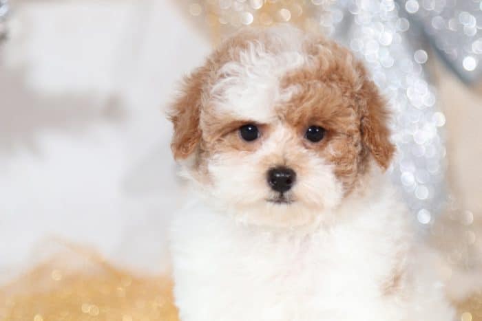 Quinn - Precious TEACUP Poodle - Image 4