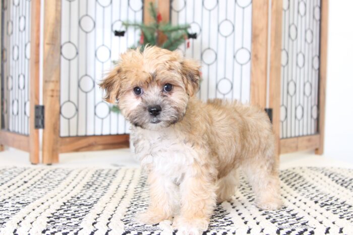 Rachel- Beautiful Female Morkie Puppy
