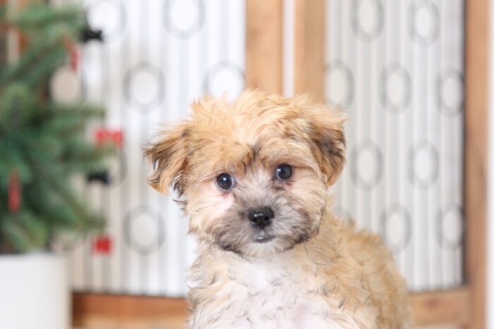 Rachel- Beautiful Female Morkie Puppy - Image 2