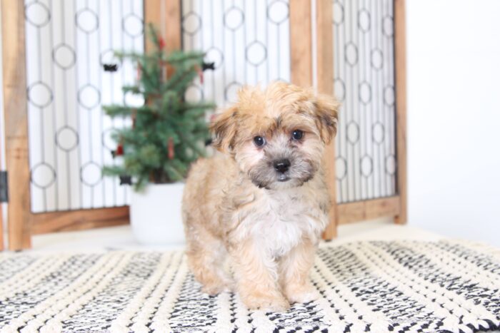 Rachel- Beautiful Female Morkie Puppy - Image 4
