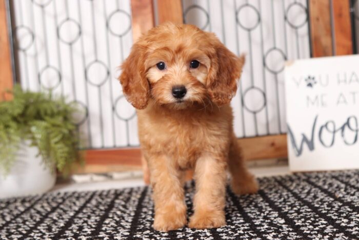 Rachel - Precious Female F1B Goldendoodle