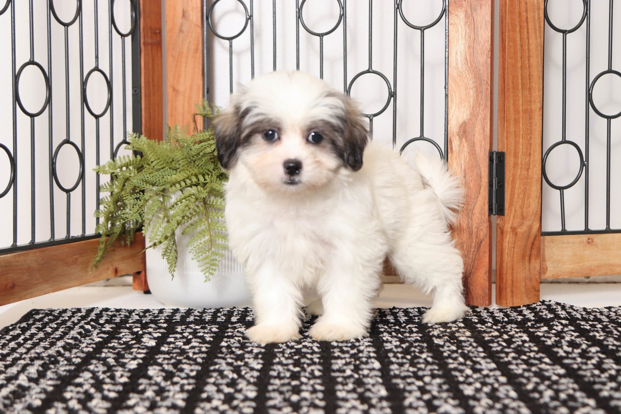 Rachel - Stunning Little Female Teddy Bear Puppy