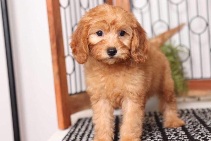 Rachel - Precious Female F1B Goldendoodle - Image 3