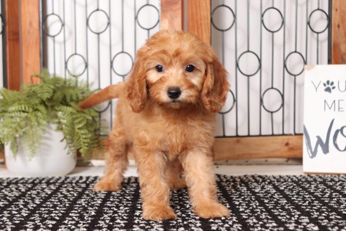Rachel - Precious Female F1B Goldendoodle - Image 4