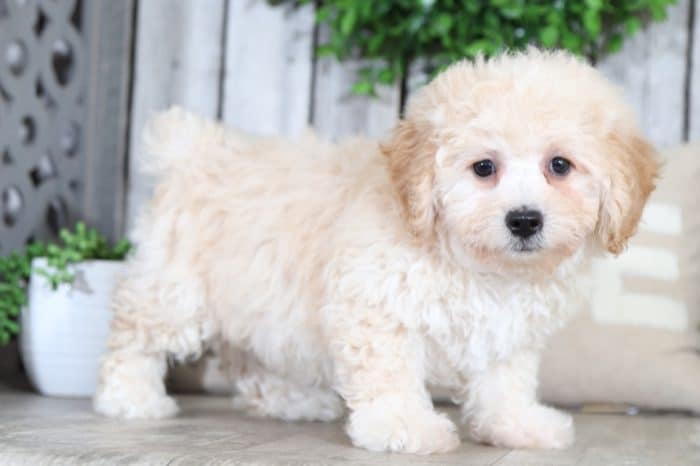 Ranger - Wonderful Poochon - Image 5