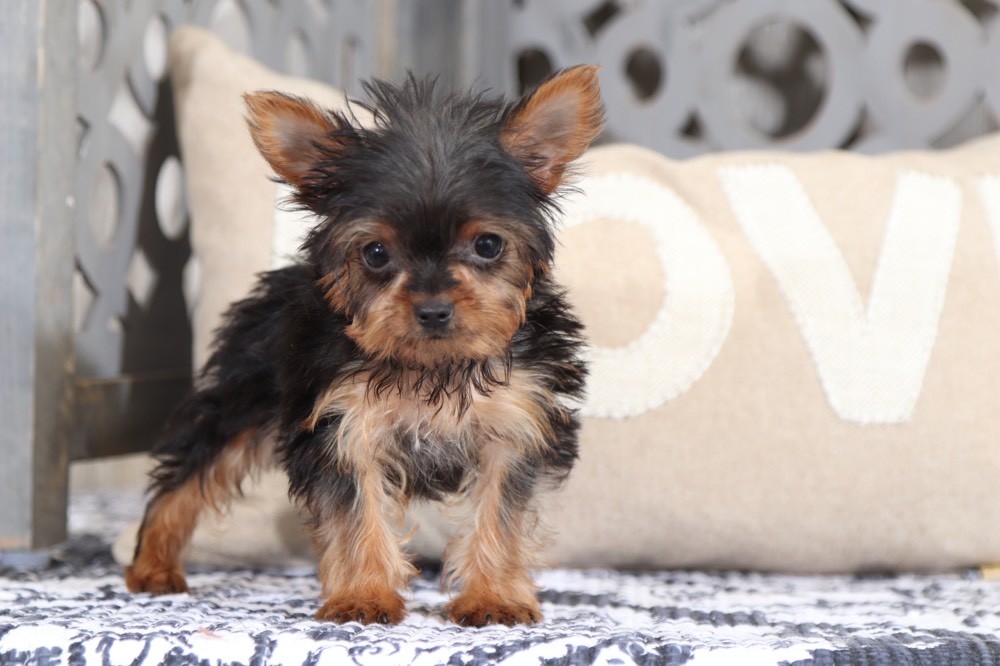 Ranger Handsome Teacup Yorkie Puppies Online
