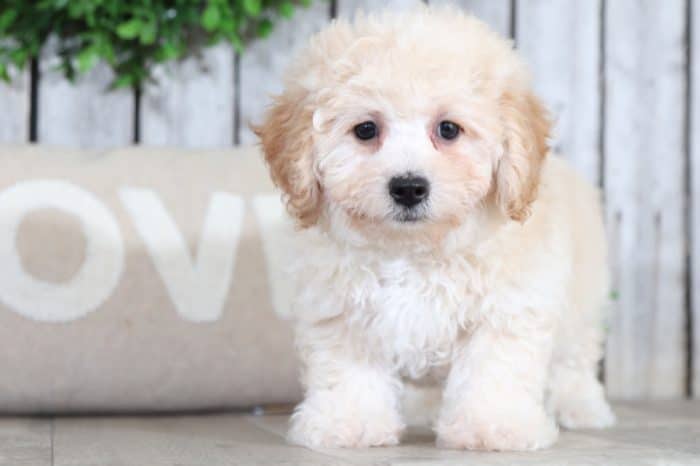 Ranger - Wonderful Poochon