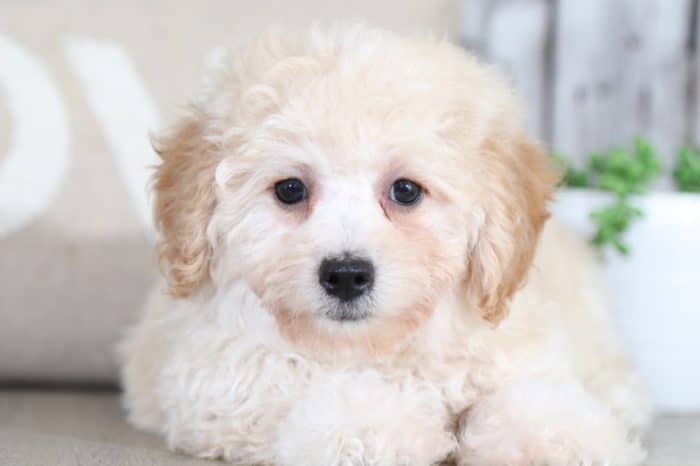 Ranger - Wonderful Poochon - Image 3