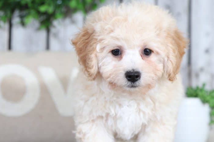 Ranger - Wonderful Poochon - Image 2