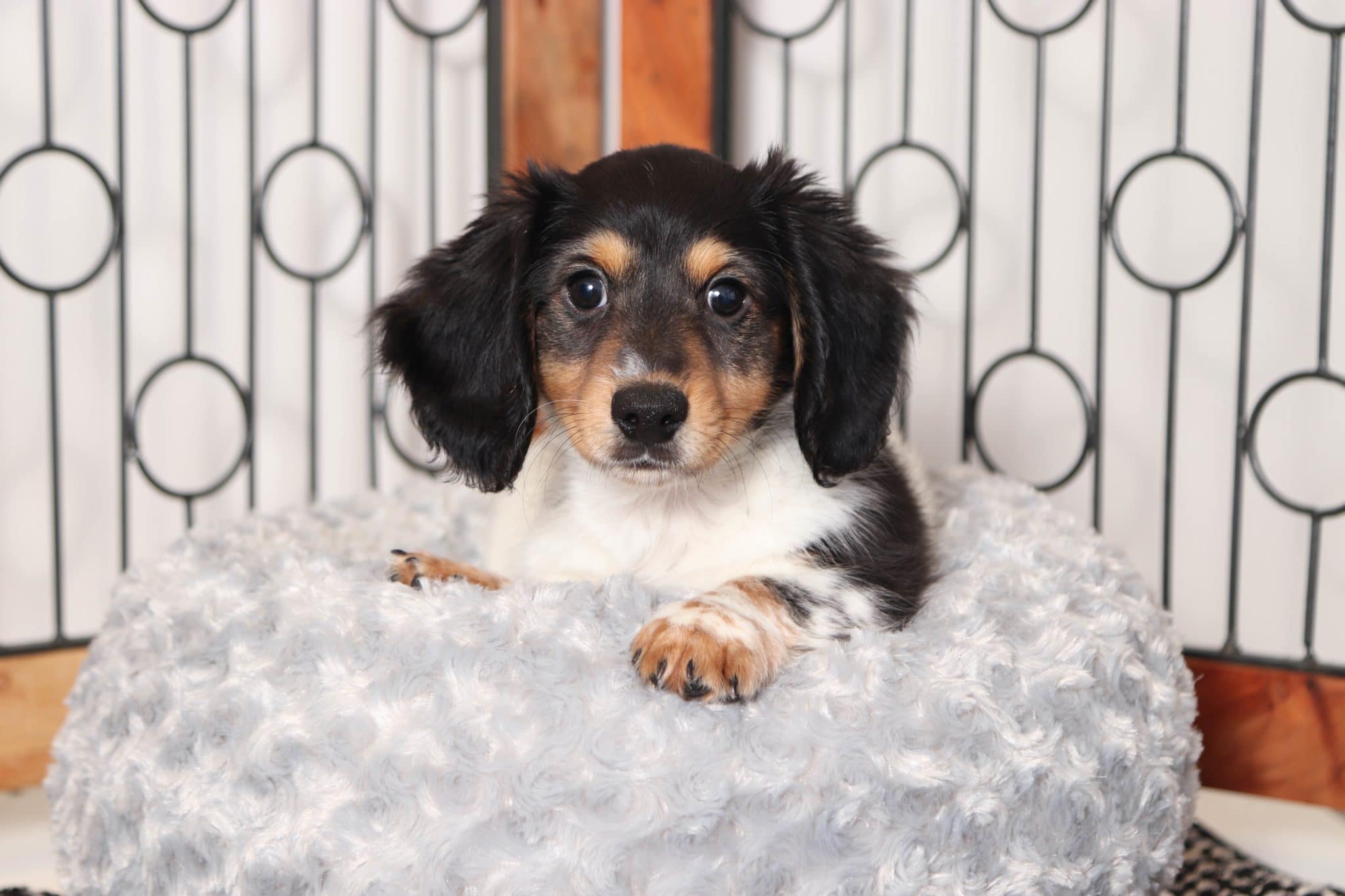 Rascal- Sweet Little Black and White Male ACA Dachshund Puppy - Image 2