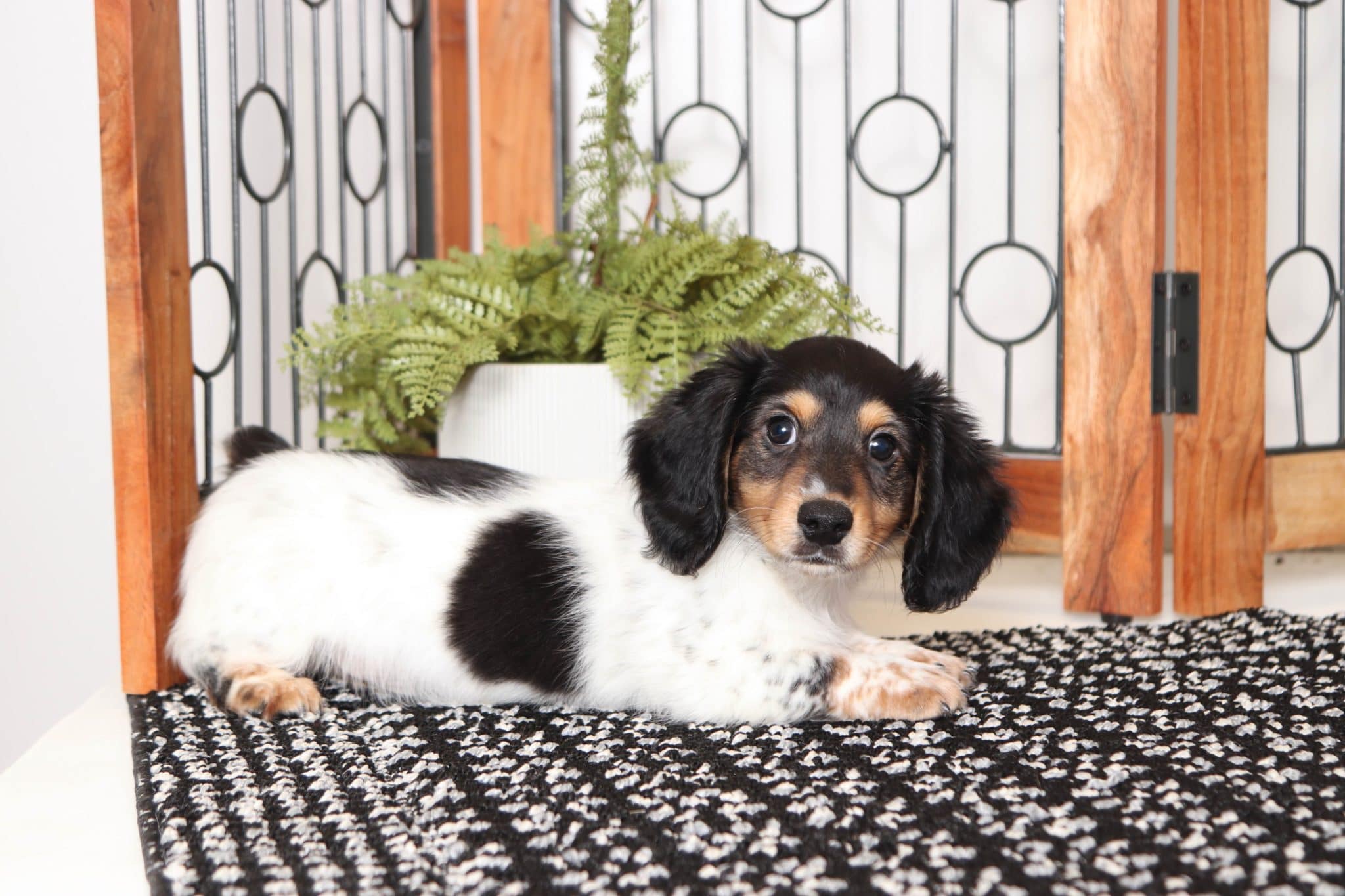 Rascal- Sweet Little Black and White Male ACA Dachshund Puppy - Image 3