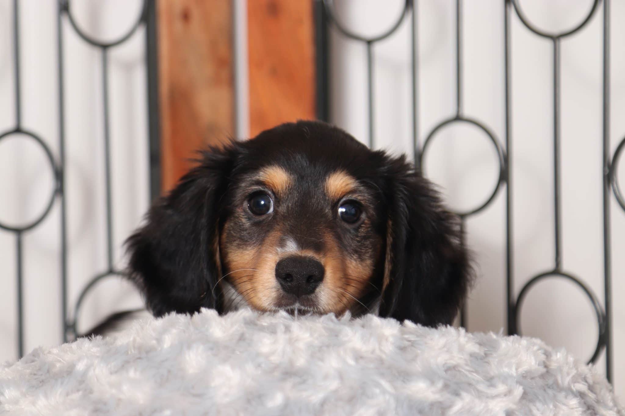 Rascal- Sweet Little Black and White Male ACA Dachshund Puppy - Image 4