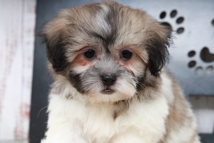 Raven - Spunky Female Teddy Bear Puppy