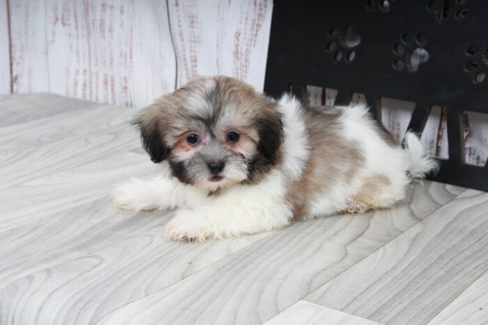 Raven - Spunky Female Teddy Bear Puppy - Image 4