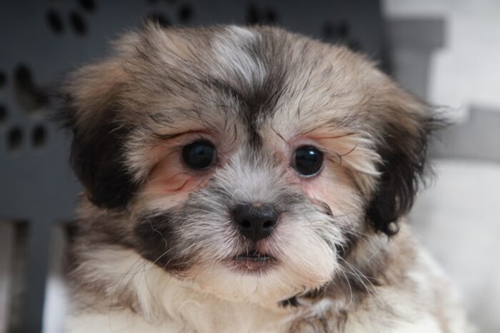 Raven - Spunky Female Teddy Bear Puppy - Image 2