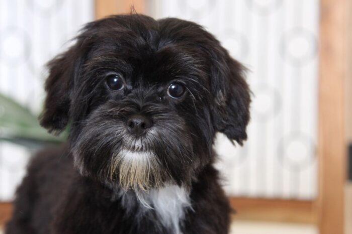 Raven- Adorable Female Shorkie Puppy - Image 2