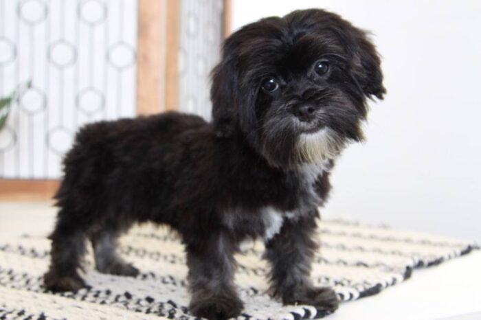 Raven- Adorable Female Shorkie Puppy - Image 3