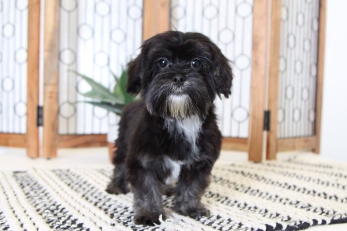Raven- Adorable Female Shorkie Puppy - Image 4